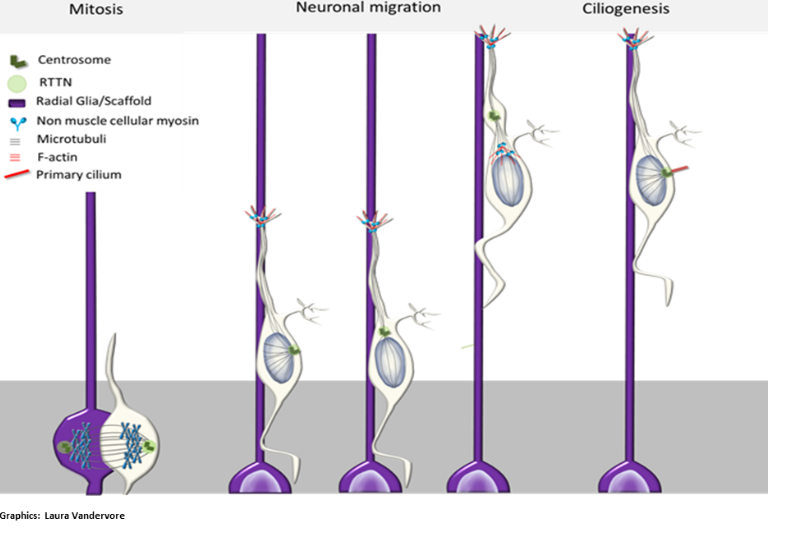 First picture Genetics of brain malformations