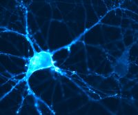 BMW-MolGen-Brinks-optogenetics-research-overview