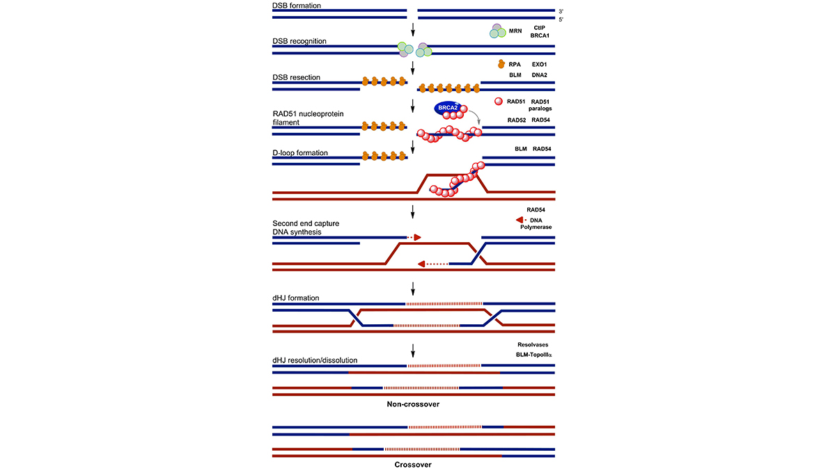 BMWMGKanaarAschematicdiagramofamodelforrepairaDNAdoublestrandbreakbyhomologousrecombination