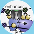 Functional Genetics of Human Appearance