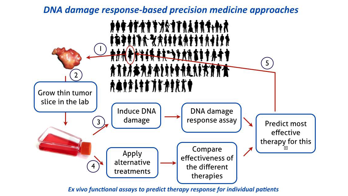 DNA-damage-response-3