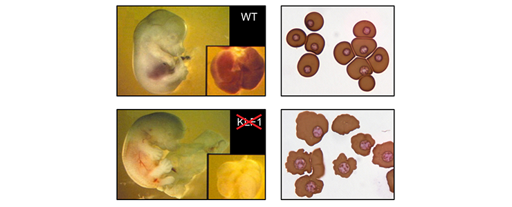 Philipsen-fig7