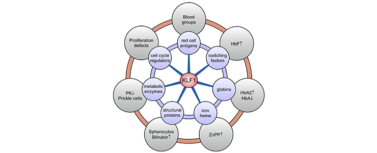 Philipsen-fig9