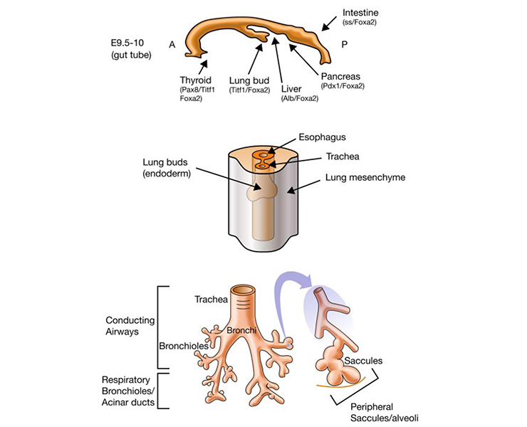 Rottier-fig4